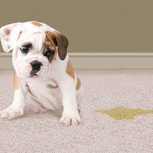 Best pet and odor removal service service in West Weber UT