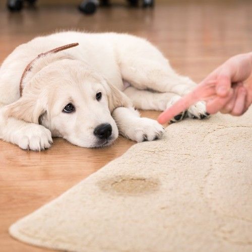 Pet Stain Odor Removal Service