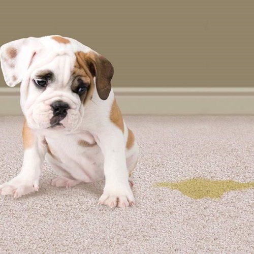 Best pet and odor removal service service in Riverdale UT